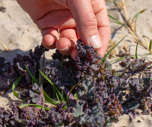 Njord hand-picking botanicals